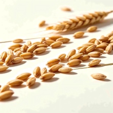 Highland Barley